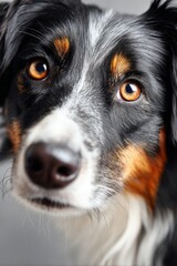 Fototapeta premium Adorable Shetland Sheepdog Sitting Gracefully on a Soft Gray Background, Exuding Trust and Loyalty.