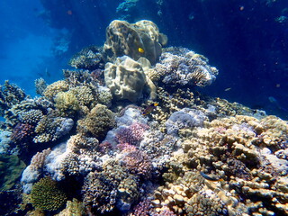 Wide shot of coral and reef inhabitants