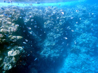 Wide shot of coral and reef inhabitants