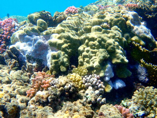 Wide shot of coral and reef inhabitants