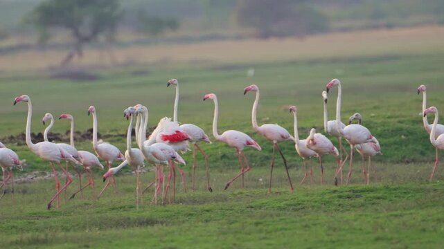 Relaxing Flamingo Video with Nature Sounds | Peaceful 4K Wildlife Footage