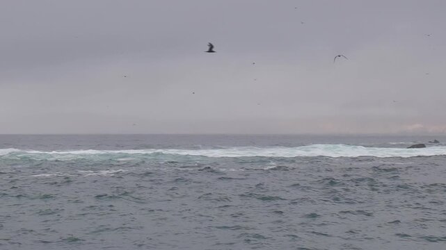 Birds fly over cliffs and the ocean in Paracas National Park.