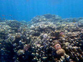 Wide shot of coral and reef inhabitants