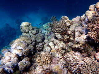 Wide shot of coral and reef inhabitants