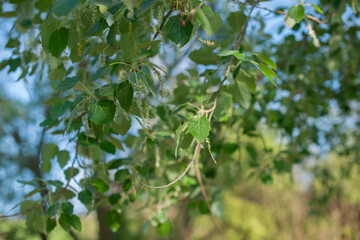 Close-up of green leaves on tree branches in sunlight, with soft blue sky in the background. Concept of spring nature, freshness, ecology, and natural beauty in a peaceful environment.
