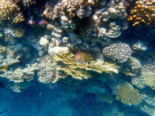 Wide shot of coral and reef inhabitants