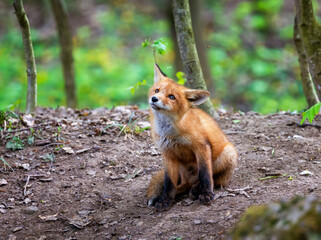 Obraz premium A cute red fox cub sits in the woods on a spring day and looks at a flying wasp.