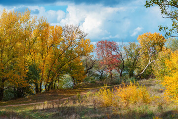 Fototapeta premium autumn forest with bright yellow leaves on trees, beautiful landscape, cloudy weather