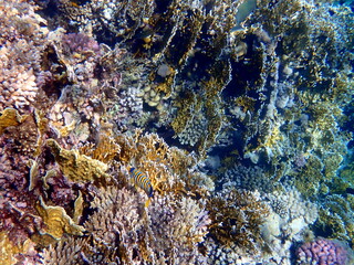 Wide shot of coral and reef inhabitants
