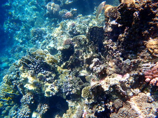Wide shot of coral and reef inhabitants