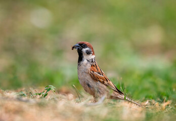 A sparrow bird caught a beak full of insects in the grass in a summer garden