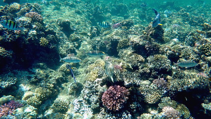 Wide shot of coral and reef inhabitants