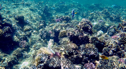 Wide shot of coral and reef inhabitants
