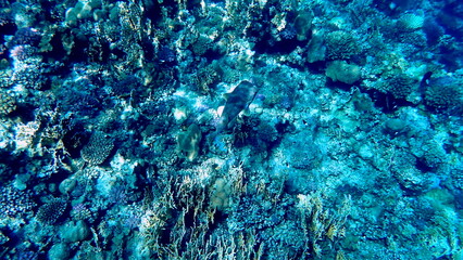 Wide shot of coral and reef inhabitants
