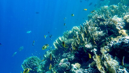 Wide shot of coral and reef inhabitants