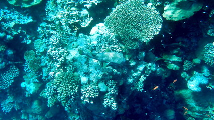 Wide shot of coral and reef inhabitants