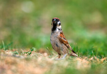 A sparrow bird caught a beak full of insects in the grass in a summer garden
