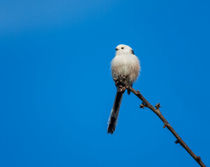 Fluffy white long-tailed tit sitting on a branch in the park against the blue sky