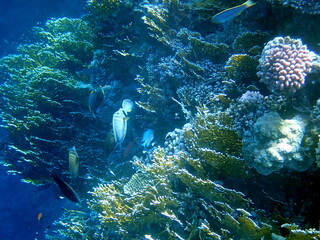 Wide shot of coral and reef inhabitants