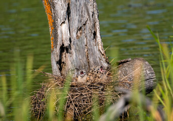  Spotted glaucous gull chicks sitting in a nest on the water