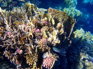 Wide shot of coral and reef inhabitants