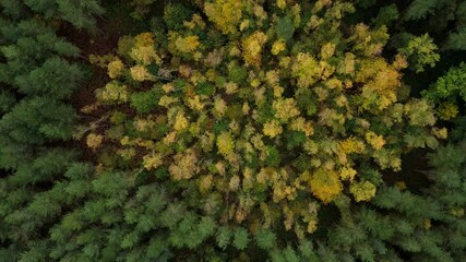 Top down aerial drone view flying into tree top canopy seasonal changes autumnal fall leave colouration color deciduous woodland forest, Nottingham, United Kingdom - Powered by Adobe