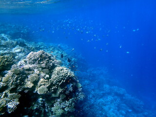 Wide shot of coral and reef inhabitants