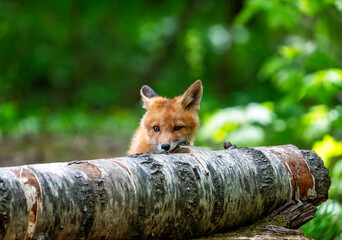 Obraz premium A cute red fox cub sits in the forest on a spring day and gnaws on a birch tree