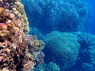 Wide shot of coral and reef inhabitants