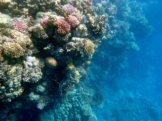 Wide shot of coral and reef inhabitants