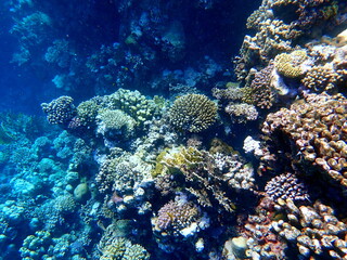 Wide shot of coral and reef inhabitants