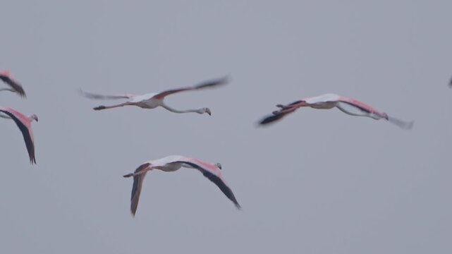 The Life of Flamingos | Feeding, Wading & Resting by the Water (4K)