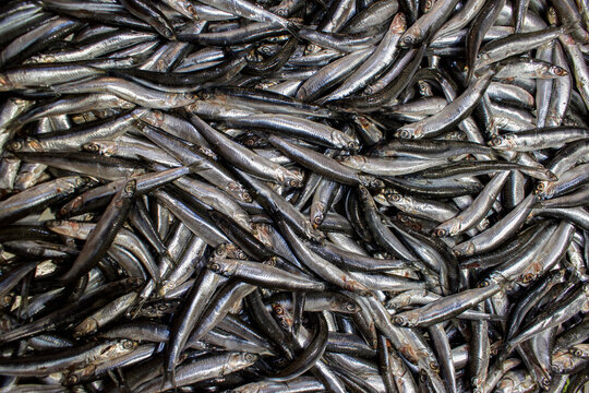 Pile of fresh European anchovies at fish market.