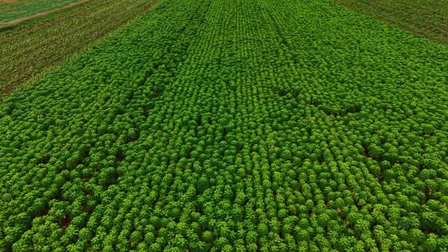 Rows of vibrant green plants cover the landscape, showcasing the hard work of farmers nurturing their crops on a sunny day in the countryside.