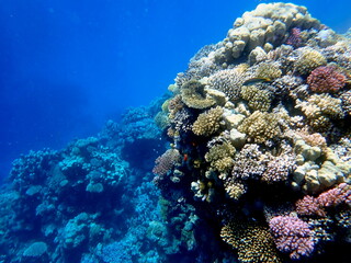 Wide shot of coral and reef inhabitants