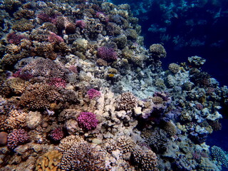 Wide shot of coral and reef inhabitants