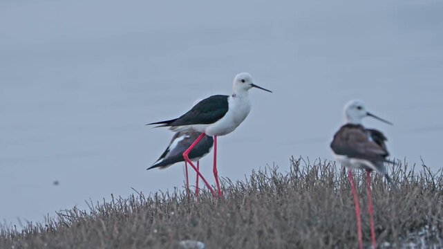 Wild Black-winged stilt by the Lake | Beautiful Bird Behavior in the Wetlands