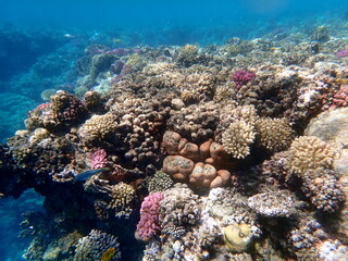 Wide shot of coral and reef inhabitants