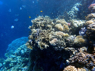 Wide shot of coral and reef inhabitants