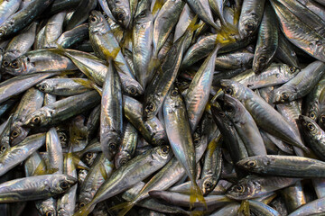 Fresh sardines stacked together in seafood market.