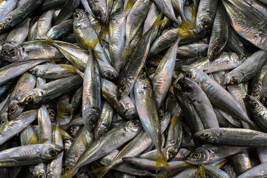 Fresh sardines stacked together in seafood market.