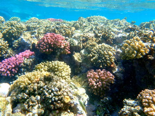 Wide shot of coral and reef inhabitants