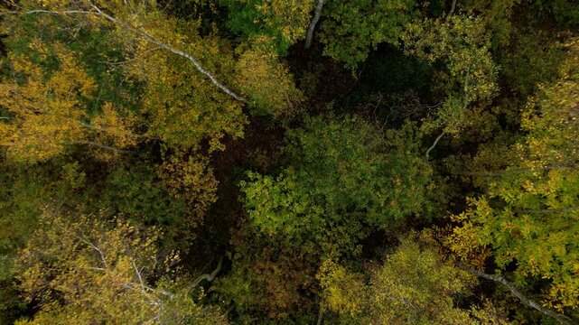 Top down aerial drone view flying into tree top canopy seasonal changes autumnal fall leave colouration color deciduous woodland forest, Nottingham, United Kingdom 