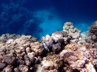 Wide shot of coral and reef inhabitants