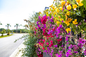 Vibrant bougainvillea flowers in yellow, red and burgundy cover a fence with resort palms in the background, showcasing year-round Mediterranean beauty. Antalya, Turkey.

