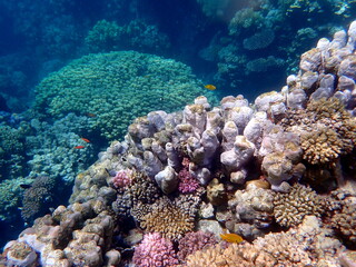Wide shot of coral and reef inhabitants