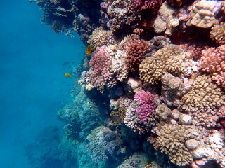 Wide shot of coral and reef inhabitants