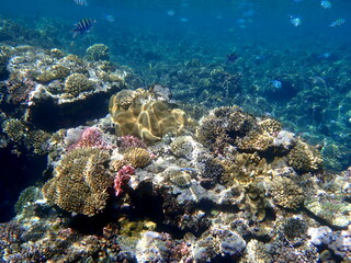 Wide shot of coral and reef inhabitants