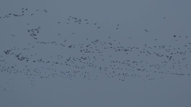 Flamingo Paradise | Peaceful 4K Wildlife Moment #NatureShorts