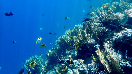 Obraz premium Wide shot of coral and reef inhabitants